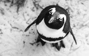 penguin a also a seo in eCommerce algorithm by google